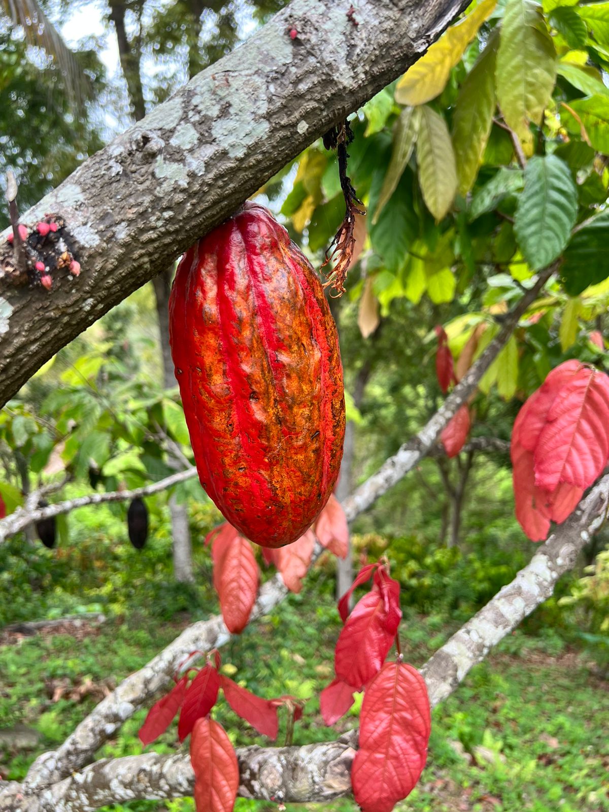 Cacao pod